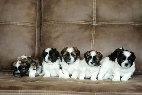 Shih Tzu puppies — Stock Photo, Image