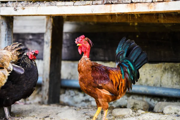 Kyckling på en gård — Stockfoto