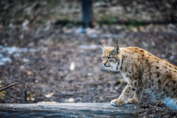 Lynx は、ユーラシアの野生の猫 — ストック写真