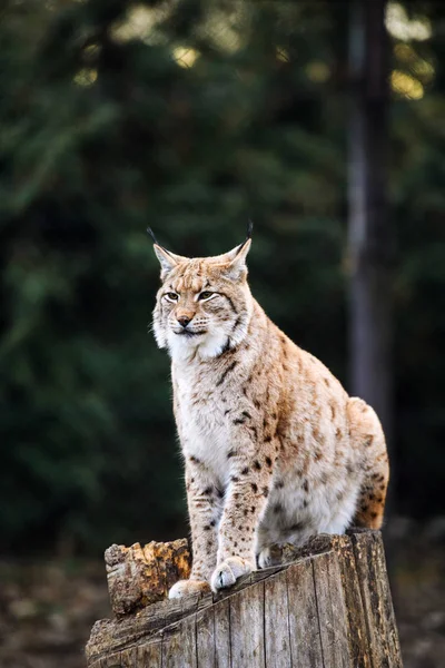 Lynx, gatto selvatico eurasiatico — Foto Stock