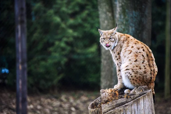 Lynx, gato salvaje euroasiático — Foto de Stock