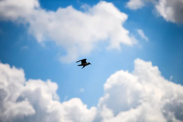 Gaviotas volando en el cielo azul. — Foto de Stock