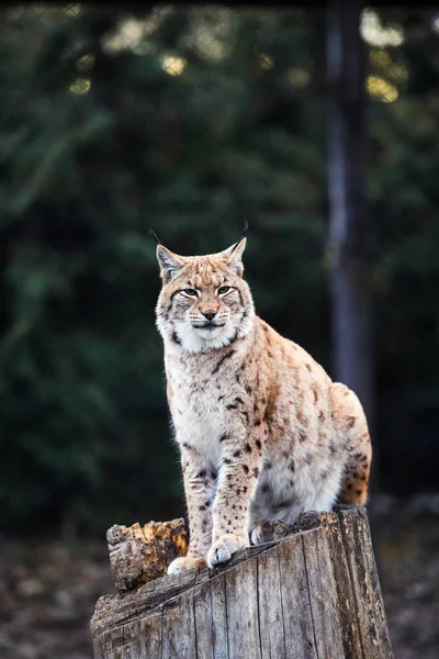 Lynx, euraasialainen villikissa — kuvapankkivalokuva