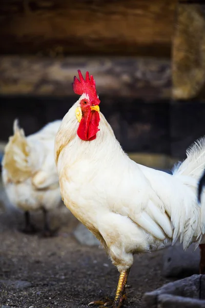 Chicken on a farm — Stock Photo, Image