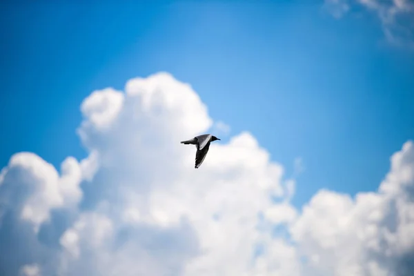 Seagulls flying in the blue sky. — Stock Photo, Image