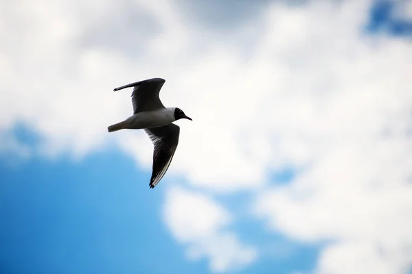 Gaviotas volando en el cielo azul. — Foto de Stock