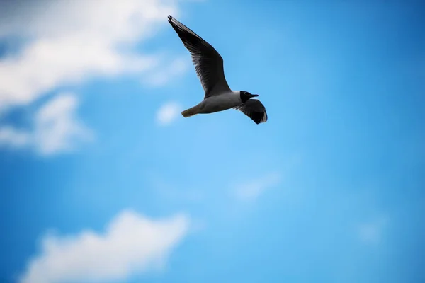 Gaviotas volando en el cielo azul. — Foto de Stock