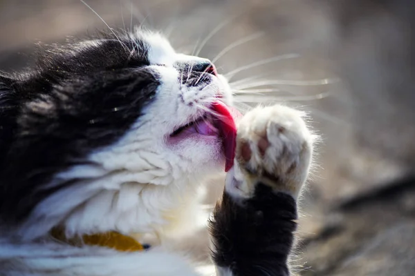 Cute cat licks paw — Stock Photo, Image