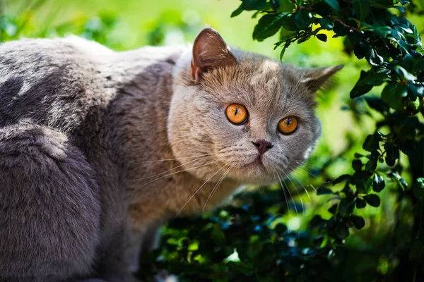 Bella passeggiata gatto in giardino in estate — Foto Stock