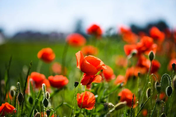 Beautiful field of red poppies in the sunset light — Stock Photo, Image