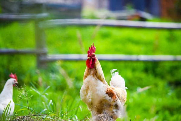 Pollo in una fattoria — Foto Stock
