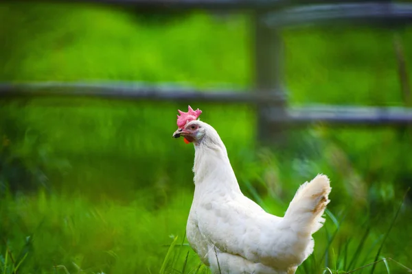 Kylling på en gård - Stock-foto