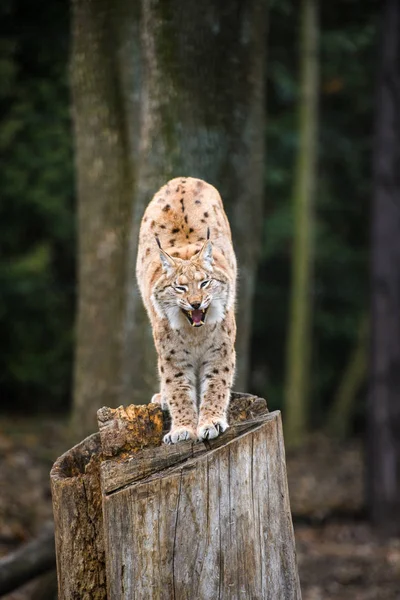 Lynx, Europese wilde kat — Stockfoto