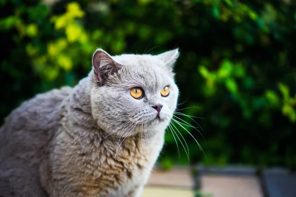 Bonito gato andando no jardim no verão — Fotografia de Stock