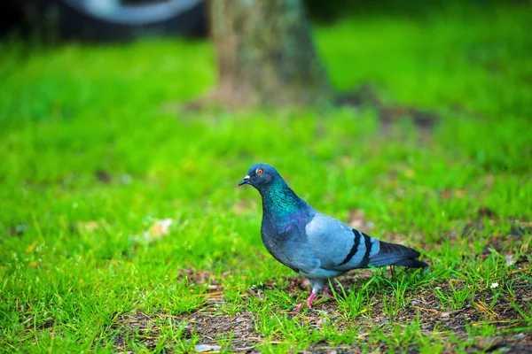 Pigeon on green grass — Stock Photo, Image