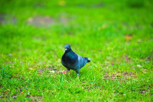 Pigeon on green grass — Stock Photo, Image