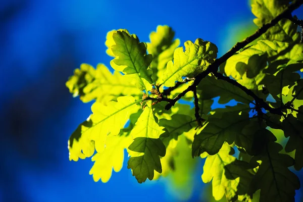 Green leaves on a background of blue sky — Stock Photo, Image