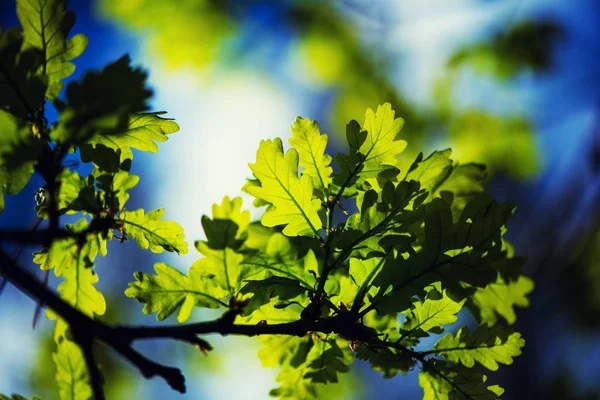 Green leaves on a background of blue sky — Stock Photo, Image