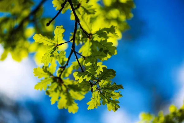 Grüne Blätter auf blauem Himmel — Stockfoto
