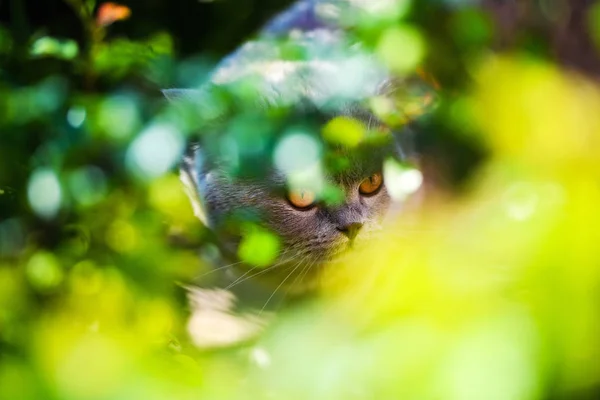 Piękny kot spacery w ogrodzie w lecie — Zdjęcie stockowe