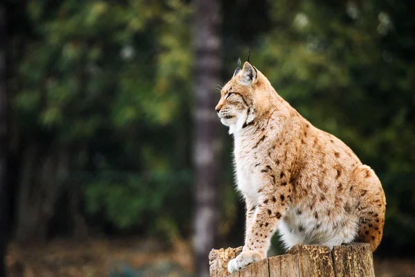 Lynx, gato salvaje euroasiático — Foto de Stock