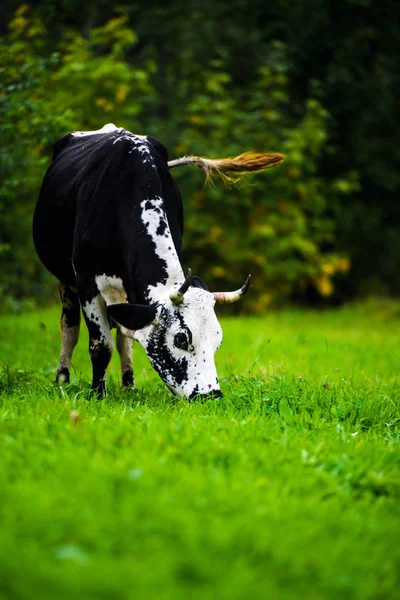 Vaches broutant sur un champ vert — Photo