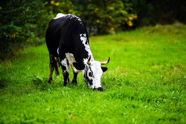 Mucche al pascolo su un campo verde — Foto Stock