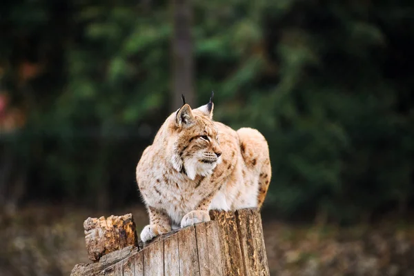 Lynx, gatto selvatico eurasiatico — Foto Stock