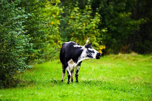 푸른 들판에서 풀을 뜯고 있는 소들 — 스톡 사진