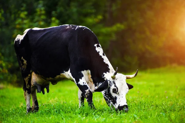 Cows grazing on a green field — Stock Photo, Image