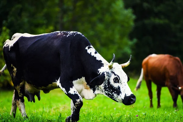 Vacile pășunând pe un câmp verde — Fotografie, imagine de stoc