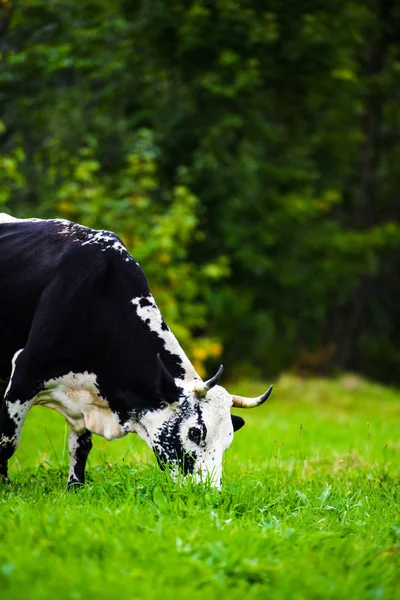 Vacas pastando em um campo verde — Fotografia de Stock
