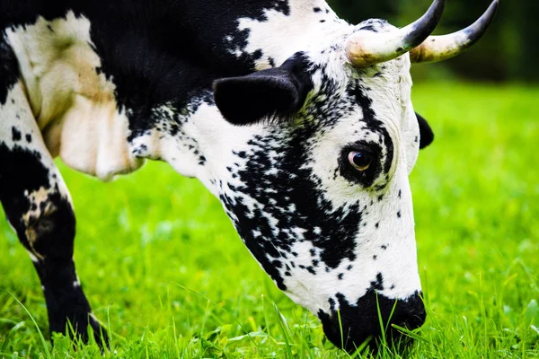 緑の畑で放牧する牛 — ストック写真