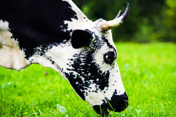 Krávy pasoucí se na zeleném poli — Stock fotografie
