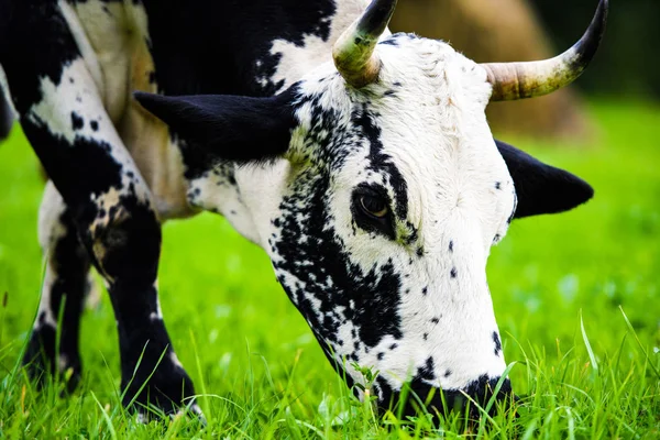 Mucche al pascolo su un campo verde — Foto Stock