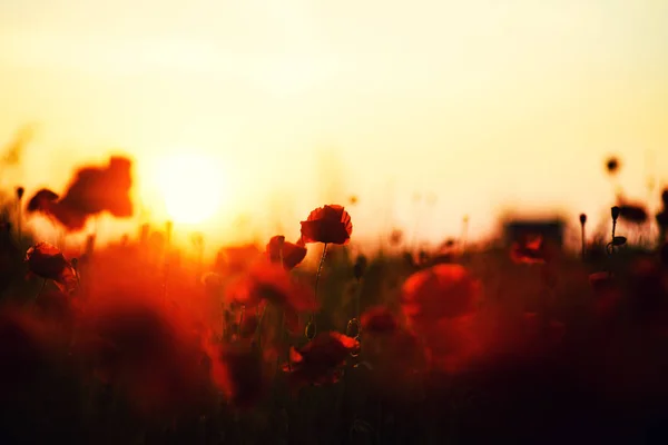 Hermoso campo de amapolas rojas en la luz del atardecer — Foto de Stock