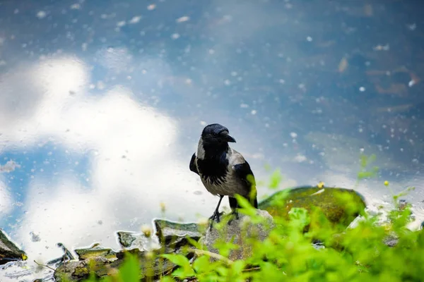 Corvo è seduto vicino all'acqua — Foto Stock