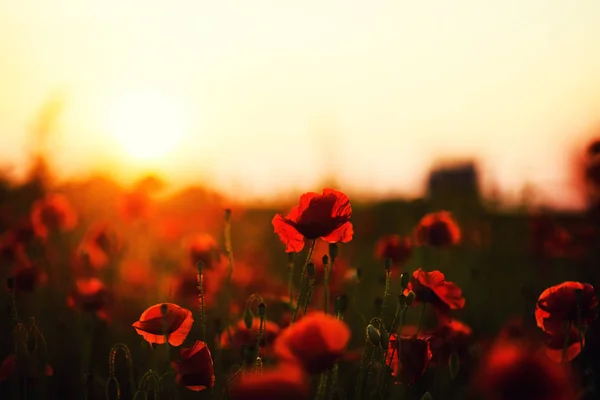 Beau champ de coquelicots rouges dans la lumière du coucher du soleil — Photo