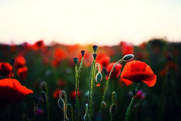 Hermoso campo de amapolas rojas en la luz del atardecer —  Fotos de Stock