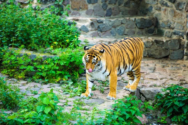 Hermoso Animal Tigre Fondo —  Fotos de Stock
