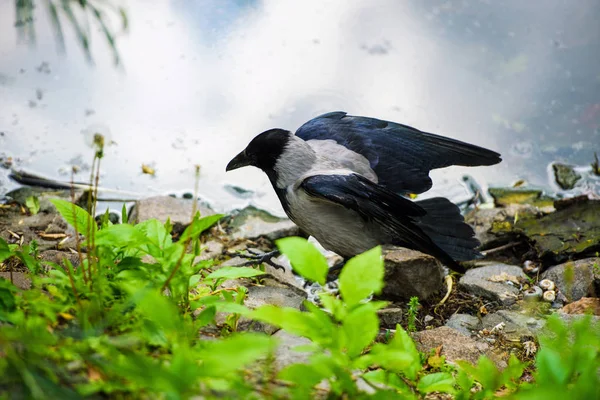 Crow u řeky — Stock fotografie