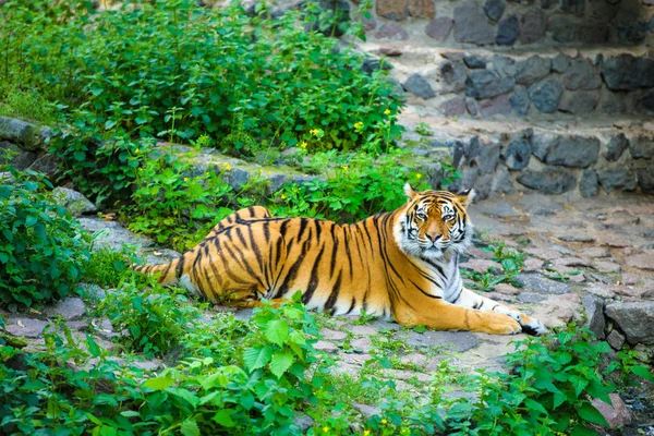 Bonito Tigre Animal Fundo — Fotografia de Stock