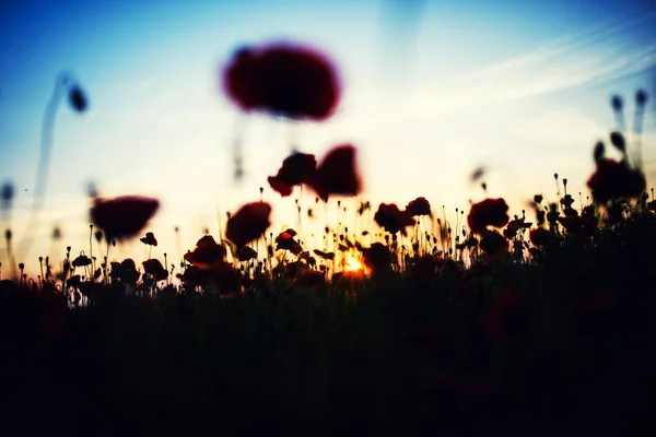 Hermoso campo de amapolas rojas en la luz del atardecer — Foto de Stock