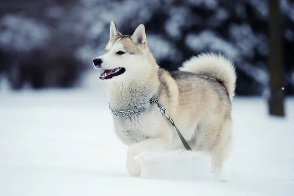 Cão husky na neve — Fotografia de Stock