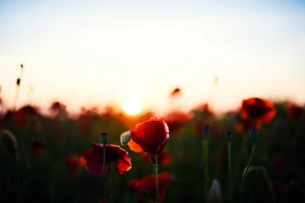 Gyönyörű mező a vörös mák a naplemente fény — Stock Fotó