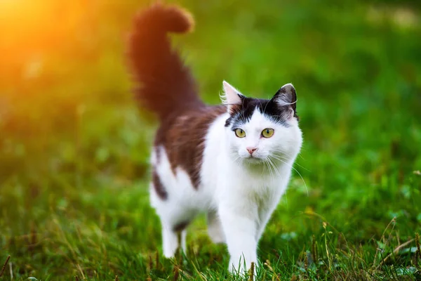 Söt Katt Selektivt Fokus — Stockfoto