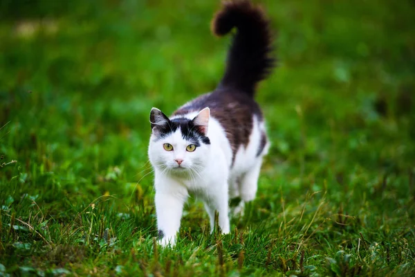 Krásné Kočička Zvíře Pozadí — Stock fotografie