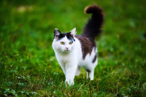 Niedliche Katze Selektiver Fokus — Stockfoto