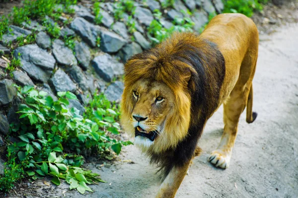 Hermoso león poderoso — Foto de Stock