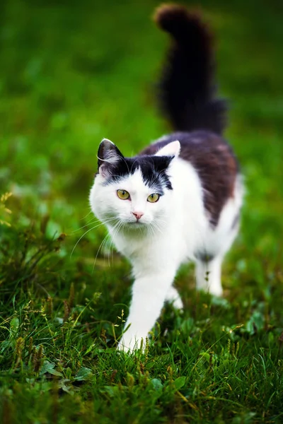 背景上漂亮的小猫动物 — 图库照片